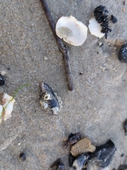 Amphibalanus improvisus