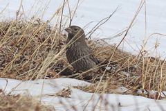 Carpodacus rubicilla