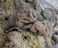 Pilumnus vespertilio