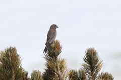 Carpodacus rubicilla