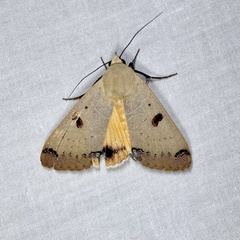 Ophiusa parcemacula
