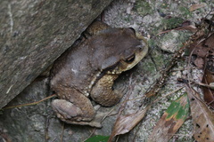 Bufo gargarizans