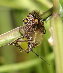 Agonoscelis versicoloratus