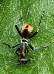 Polyrhachis brisbanensis