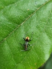 Polyrhachis brisbanensis