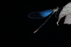Matrona basilaris