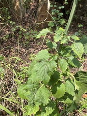 Leonotis nepetifolia