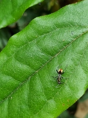 Polyrhachis brisbanensis