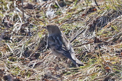 Leucosticte nemoricola