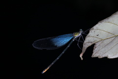 Matrona basilaris