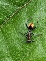 Polyrhachis brisbanensis