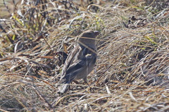 Leucosticte nemoricola