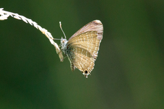 Theclinesthes onycha