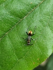 Polyrhachis brisbanensis
