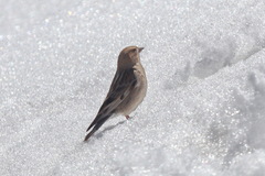 Leucosticte nemoricola