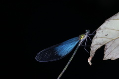 Matrona basilaris