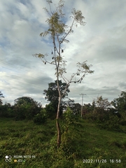 Schizolobium parahyba