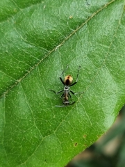 Polyrhachis brisbanensis