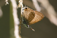 Theclinesthes onycha