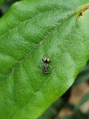 Polyrhachis brisbanensis