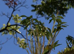 Dendrobium gracilicaule
