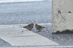 Linaria flavirostris