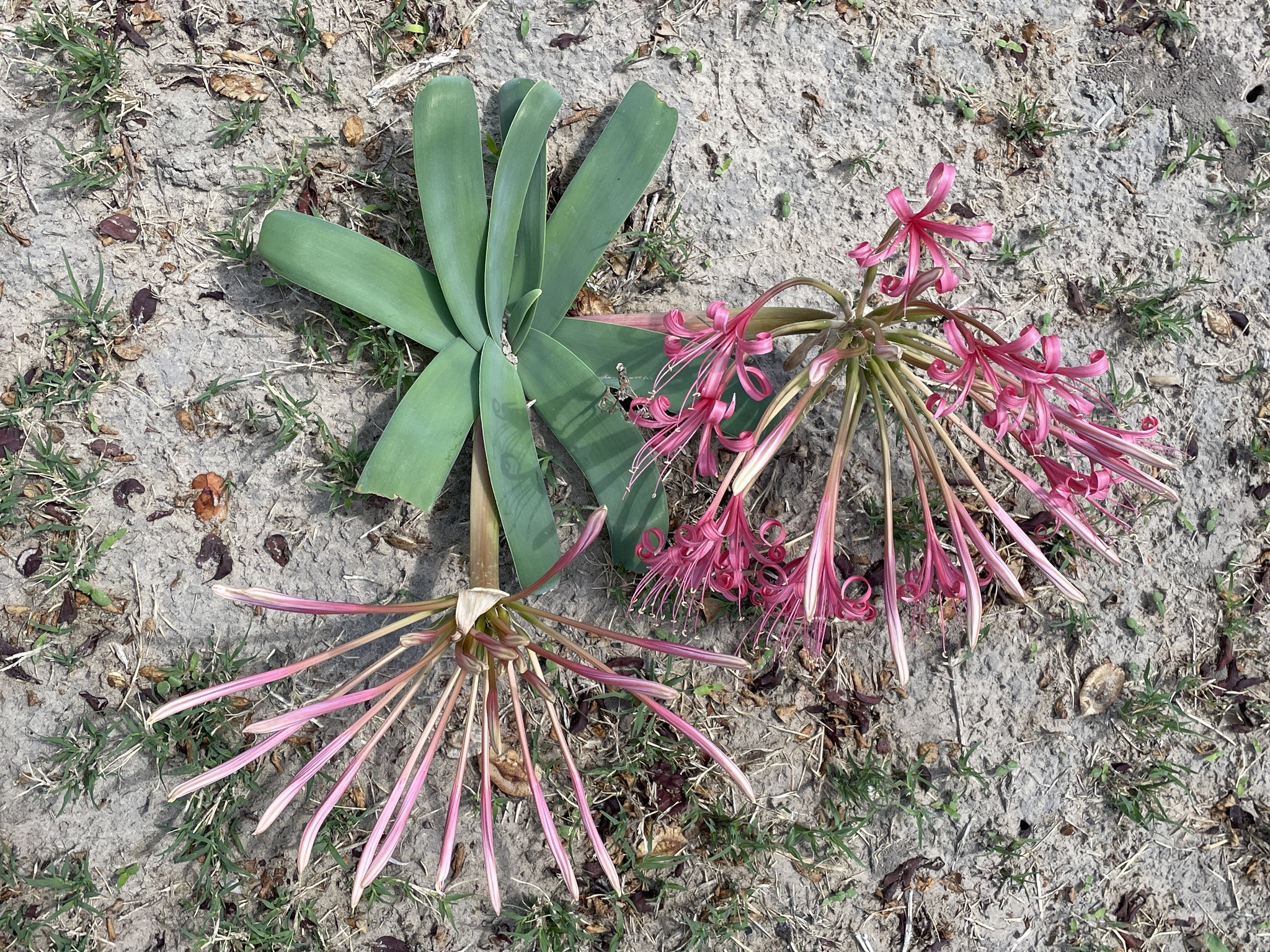 Ammocharis tinneana