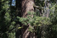 Pinus lambertiana