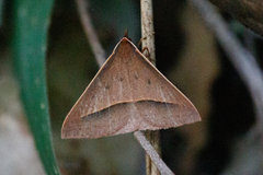 Epidesmia chilonaria