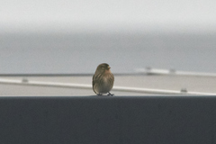 Linaria flavirostris