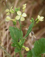 Brassica juncea