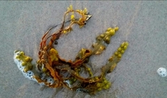 Fucus vesiculosus