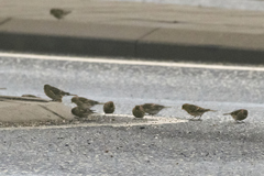 Linaria flavirostris