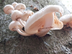 Oudemansiella mucida