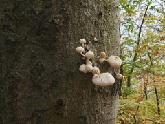 Oudemansiella mucida