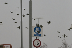 Linaria flavirostris