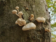 Oudemansiella mucida