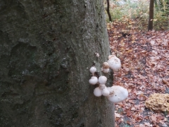 Oudemansiella mucida