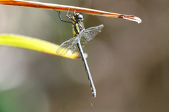 Eusynthemis aurolineata