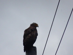 Spilornis cheela perplexus