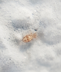 Cerobasis