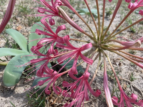 Ammocharis tinneana