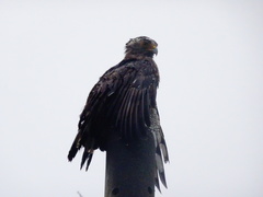 Spilornis cheela perplexus