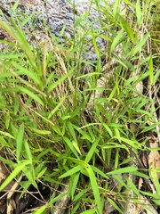 Pogonatherum