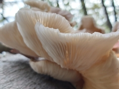 Fungi