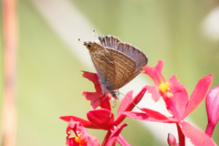 Theclinesthes onycha