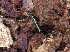 Phosphaenus hemipterus