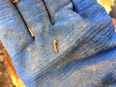 Phosphaenus hemipterus