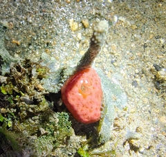 Cnemidocarpa bicornuta