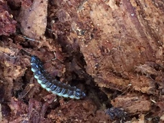 Phosphaenus hemipterus